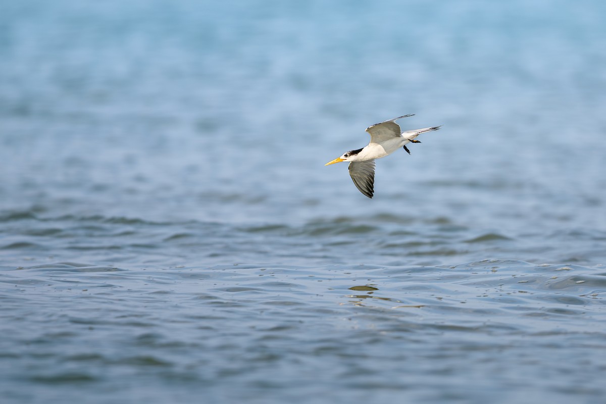 Great Crested Tern - ML641918857