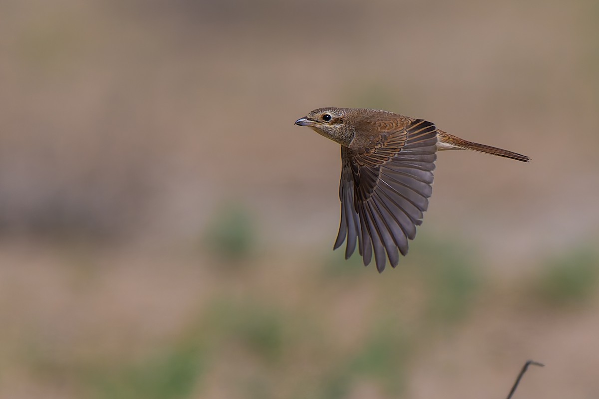 Red-tailed Shrike - ML641918868