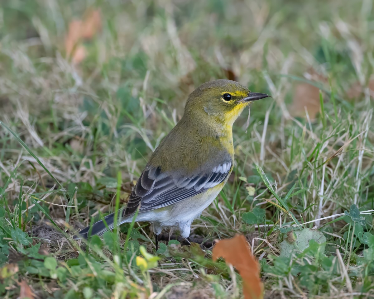 Pine Warbler - ML641918869