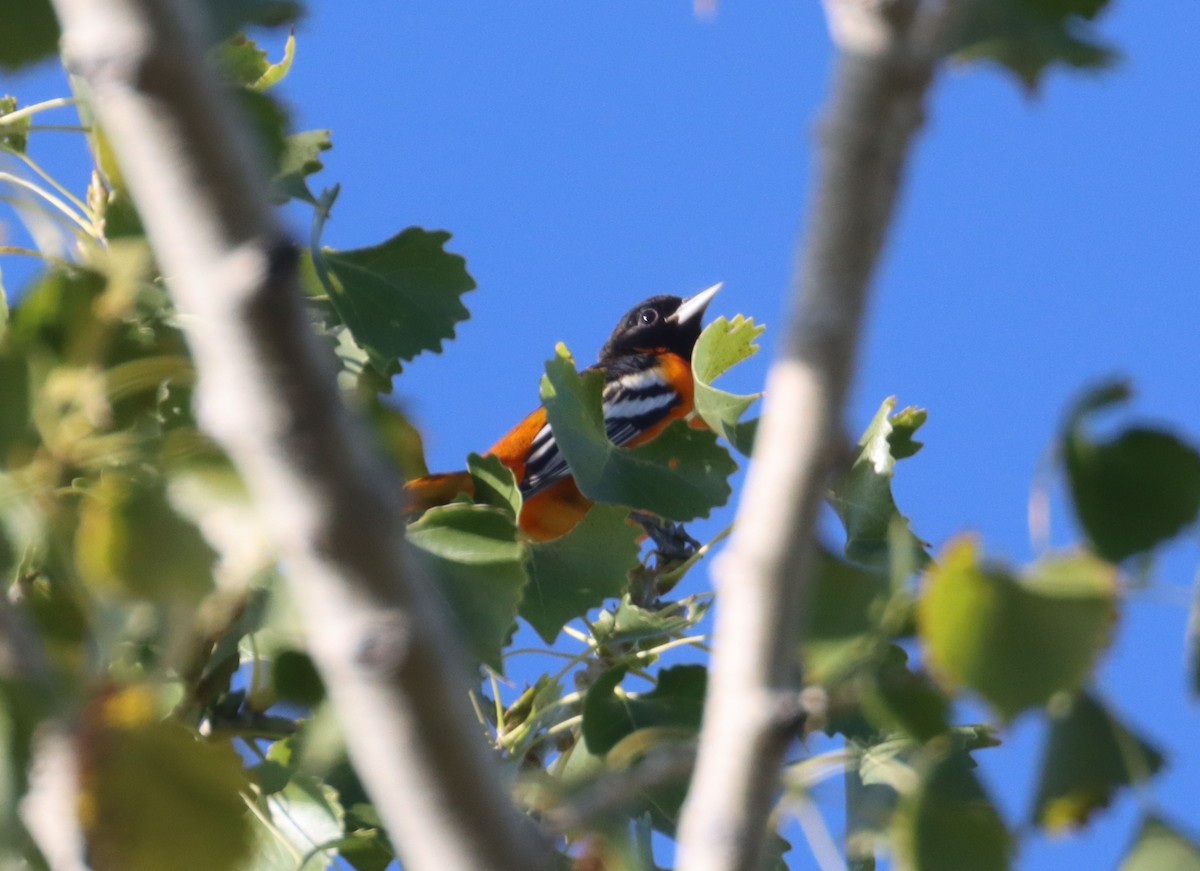 Bullock's x Baltimore Oriole (hybrid) - ML641918902