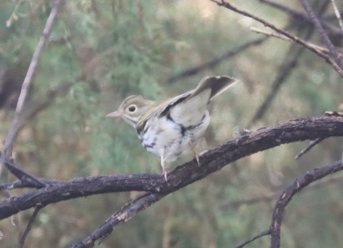 Ovenbird - ML641918911