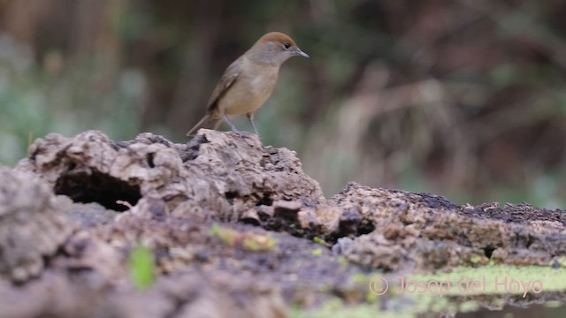 Eurasian Blackcap - ML641918920