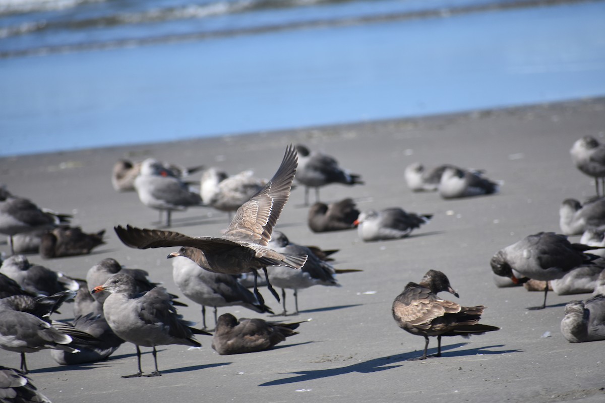 Heermann's Gull - ML641918927