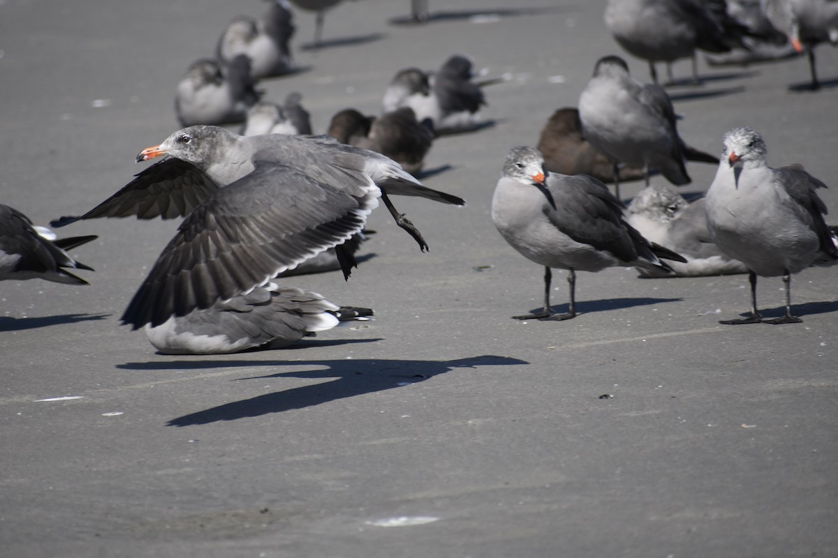 Heermann's Gull - ML641918978