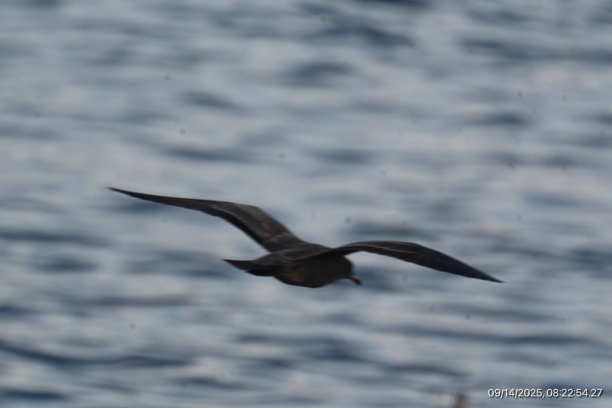 Heermann's Gull - ML641918987