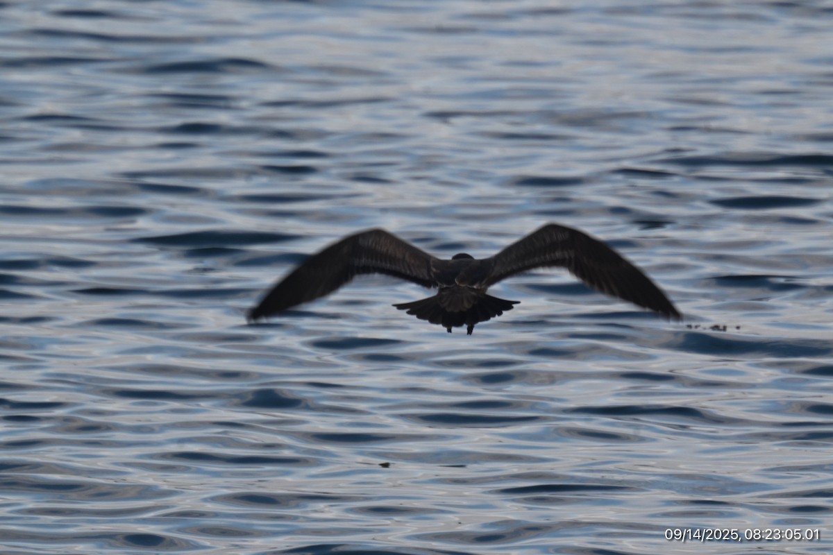 Heermann's Gull - ML641918988