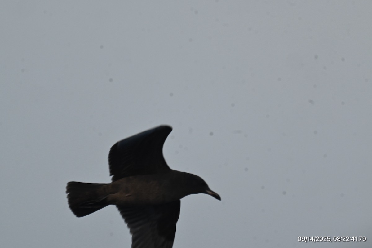 Heermann's Gull - ML641918989