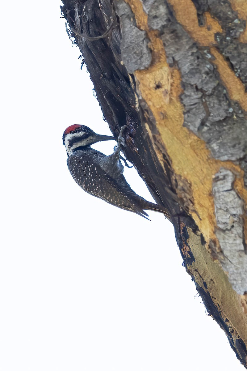 Bearded Woodpecker - ML641918993