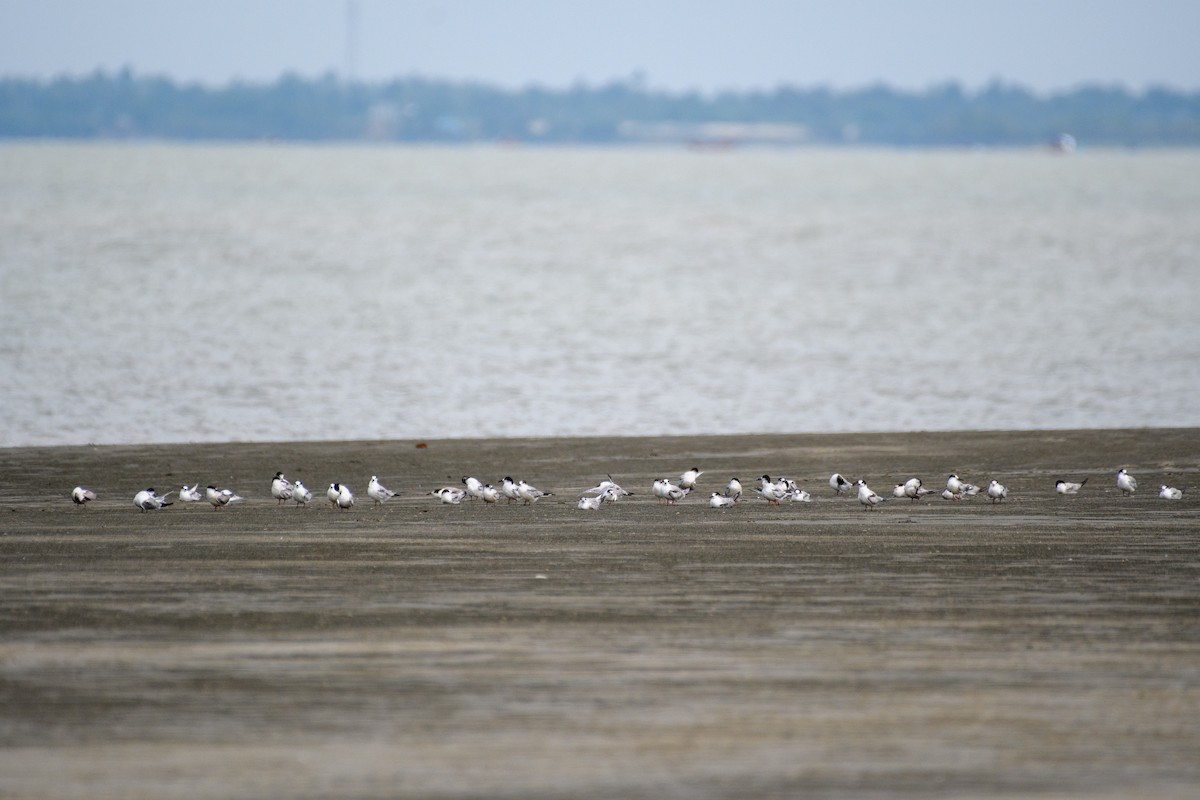 Common Tern - ML641918998