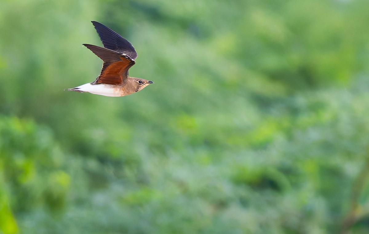 Collared Pratincole - ML641919002