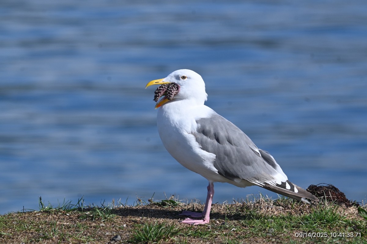 Western Gull - ML641919026