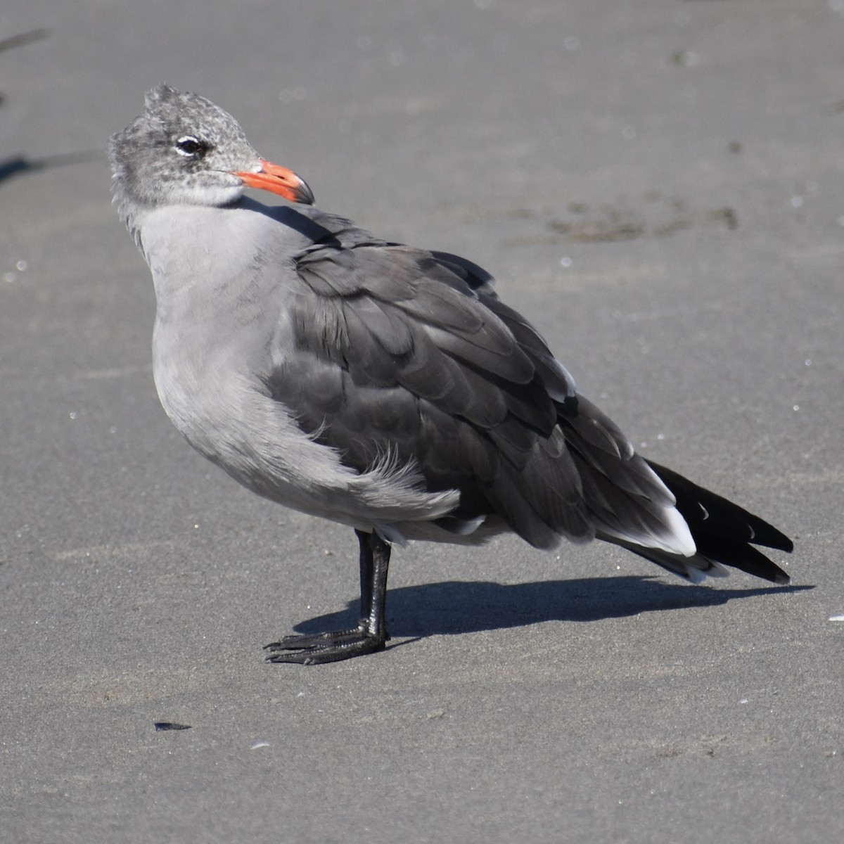 Heermann's Gull - ML641919032
