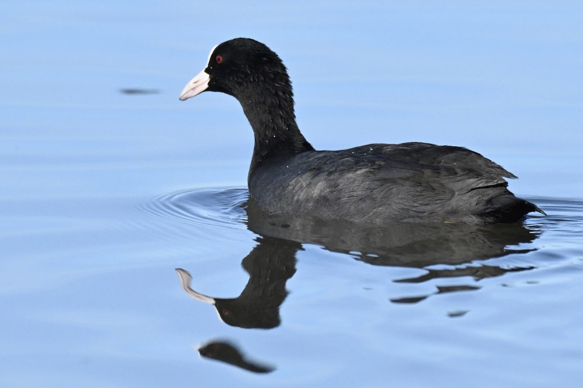 Eurasian Coot - ML641919037