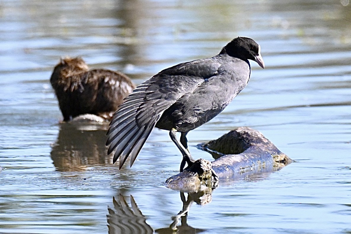 Eurasian Coot - ML641919038