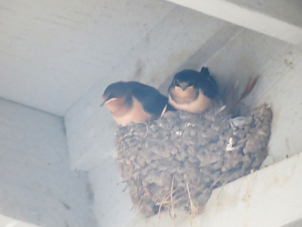 Barn Swallow - ML641919087