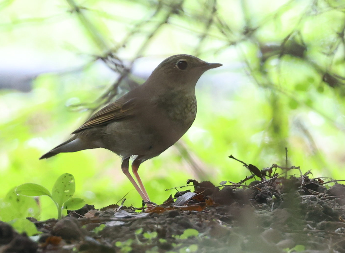 Siberian Blue Robin - ML641919093
