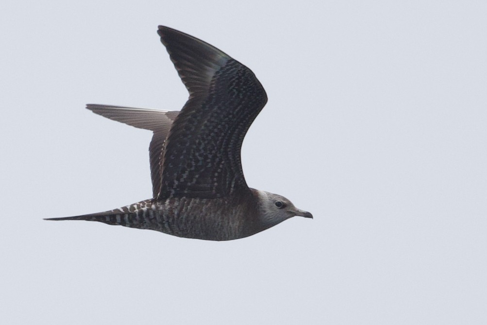 Labbo codalunga - ML641919095