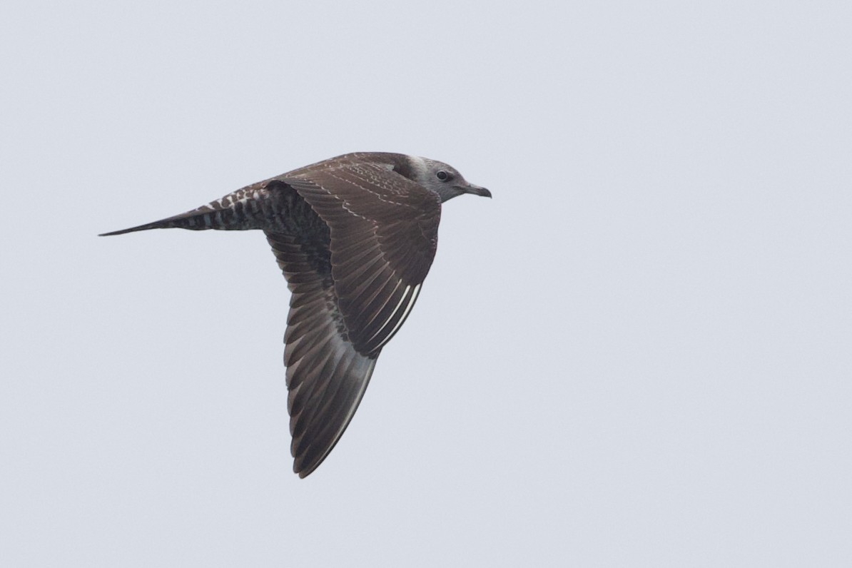 Labbo codalunga - ML641919096