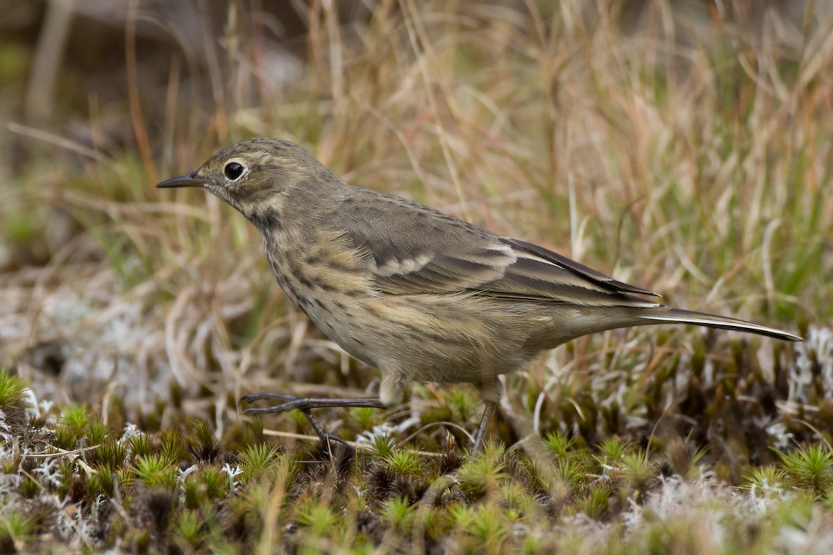American Pipit - ML641919115