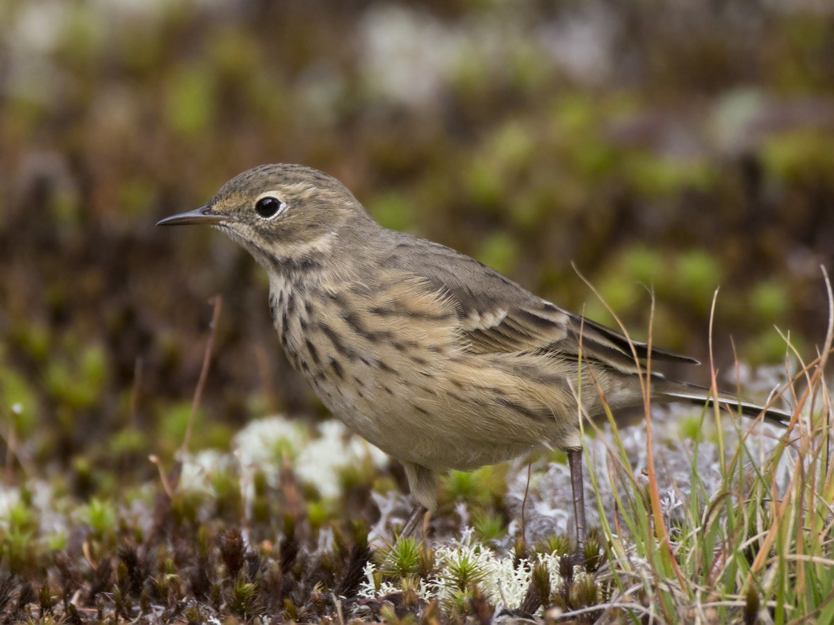 American Pipit - ML641919116