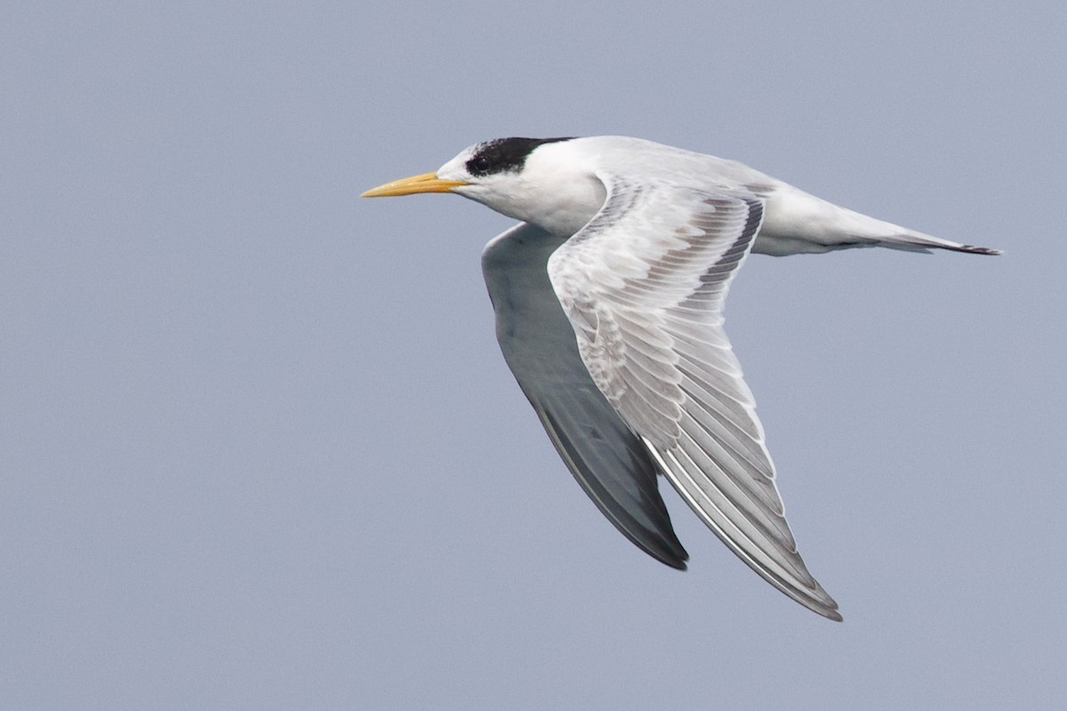Elegant Tern - ML641919131