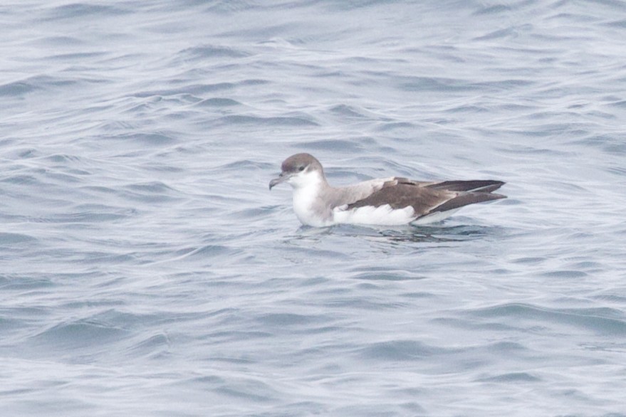 Buller's Shearwater - ML641919139