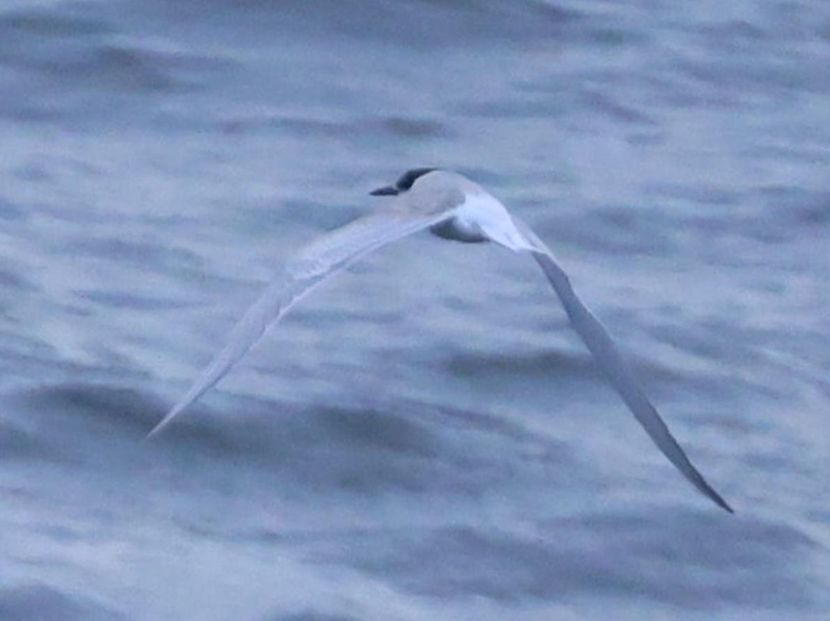 Common Tern - ML641919141