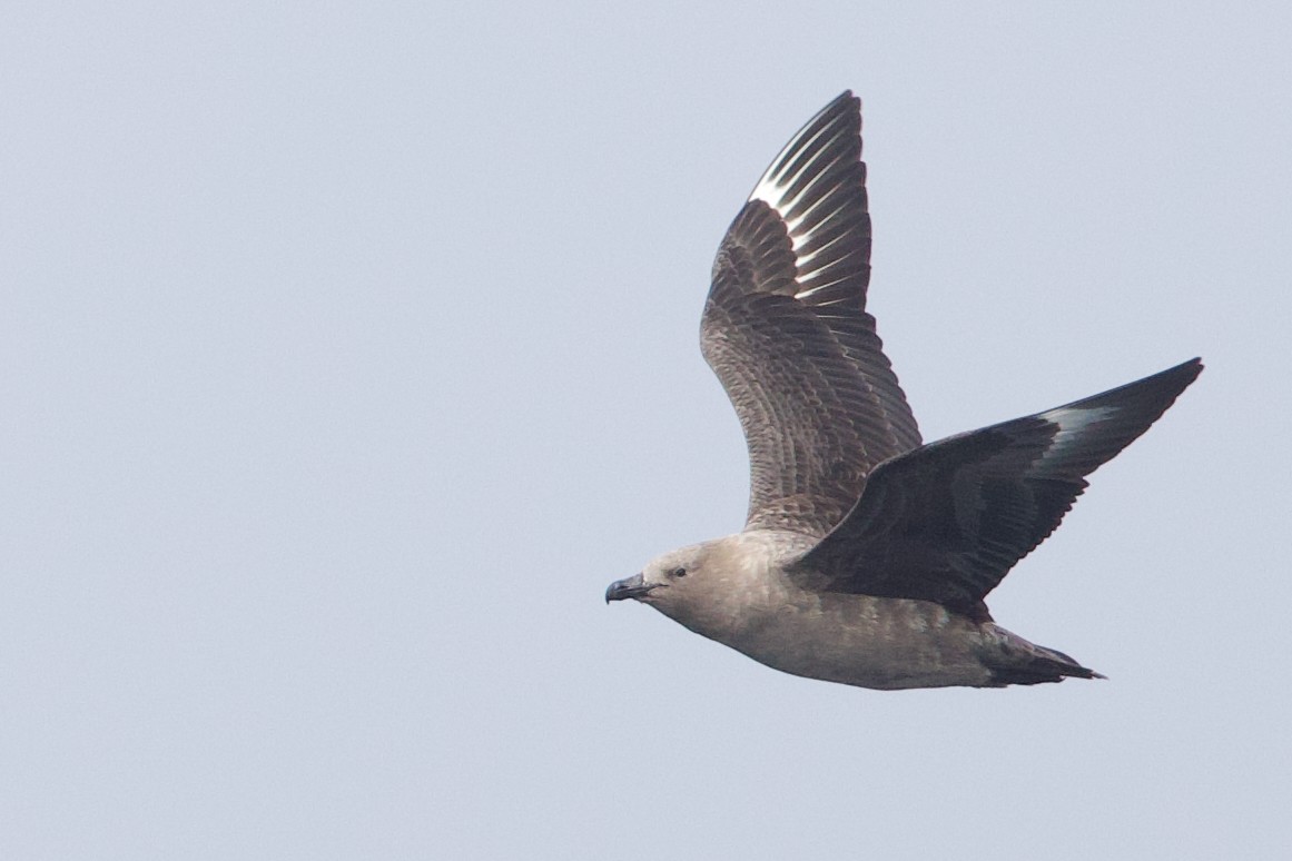South Polar Skua - ML641919148