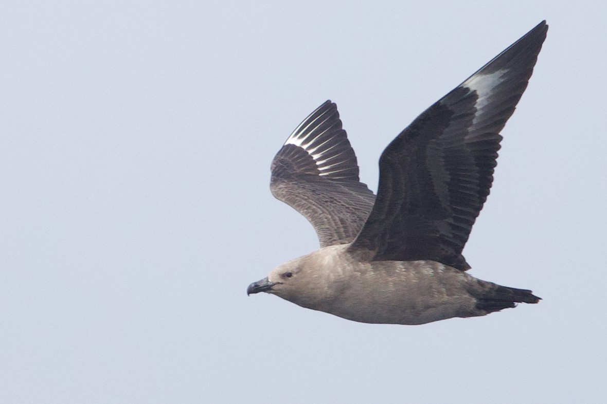 South Polar Skua - ML641919149