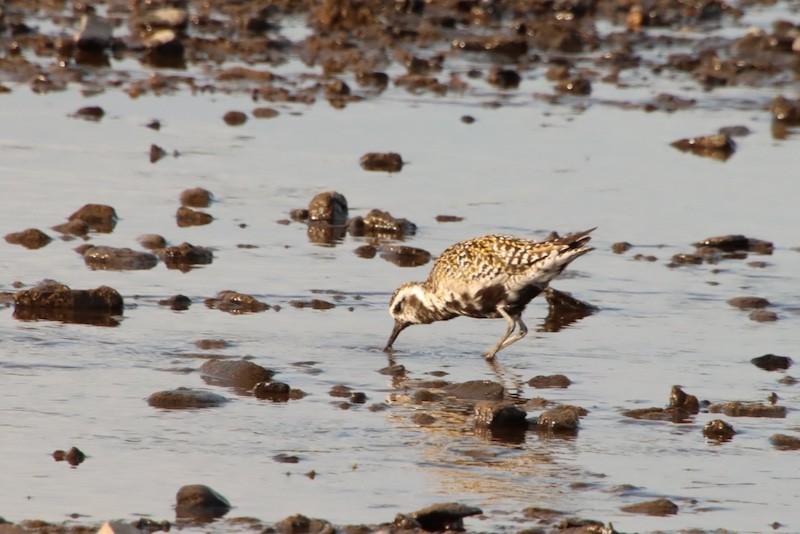 Chorlito Dorado Siberiano - ML641919169