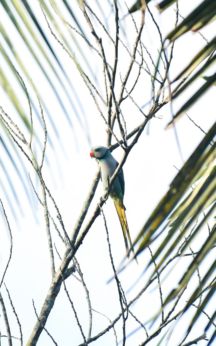 Malabar Parakeet - ML641919171