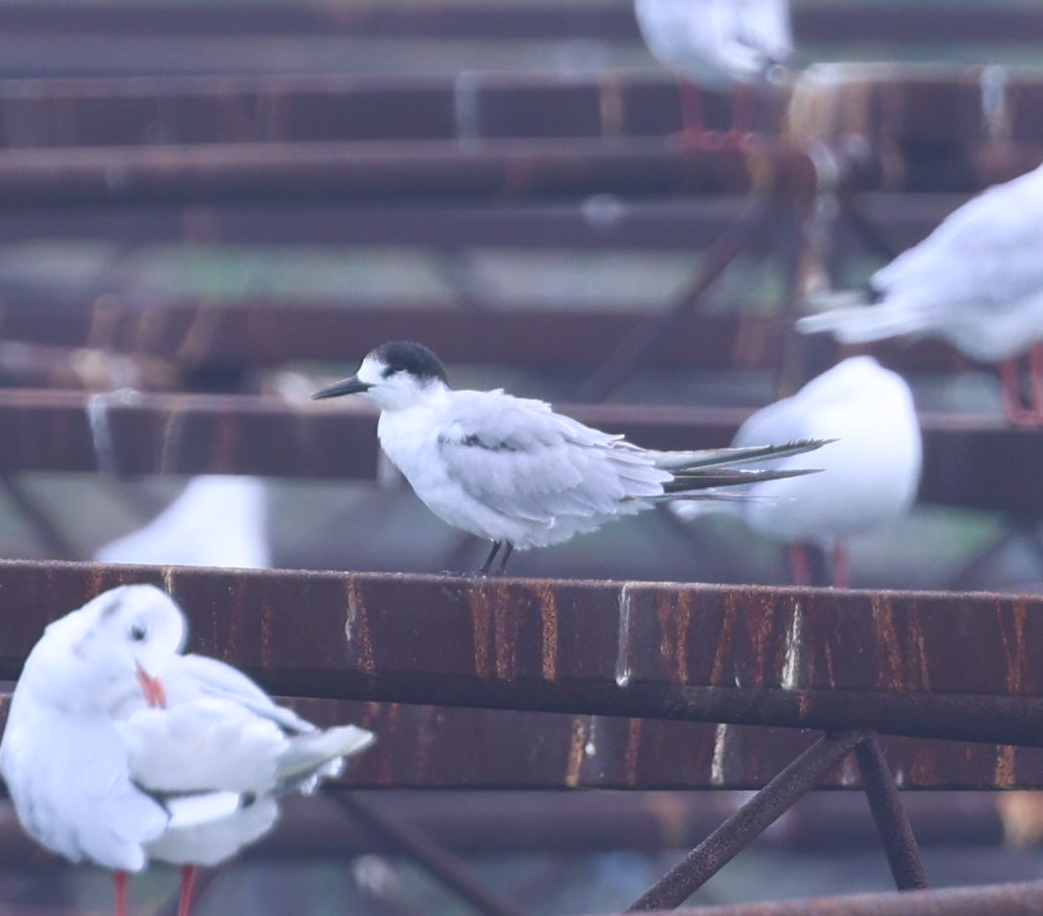 Common Tern - ML641919176