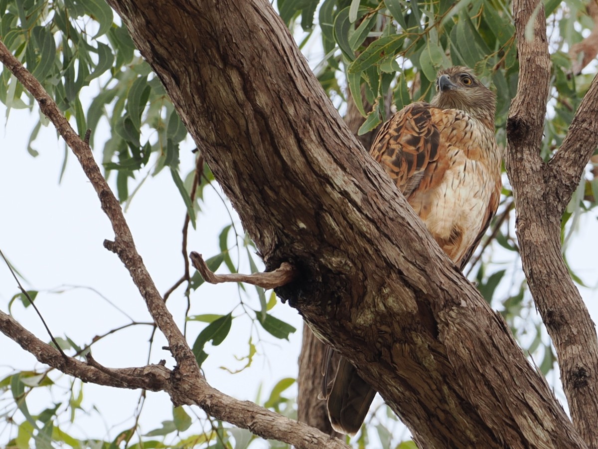 Red Goshawk - ML641919187
