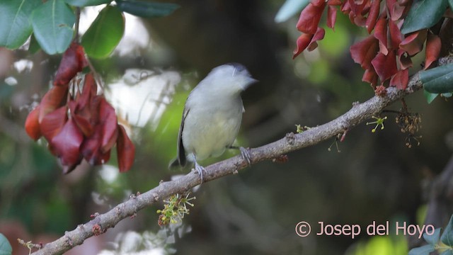 Eurasian Blackcap - ML641919195