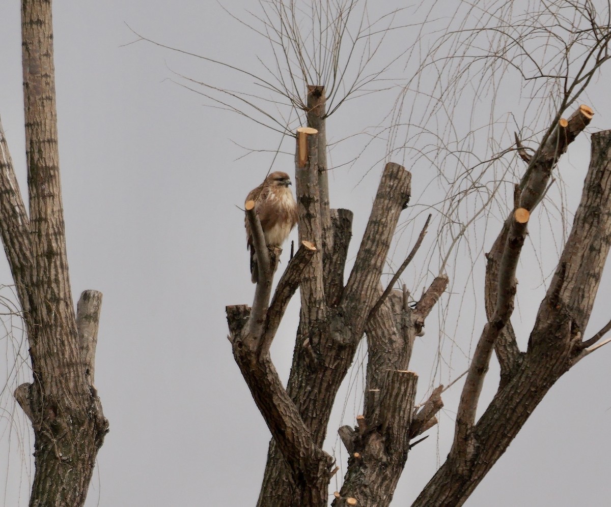 Eastern Buzzard - ML641919199