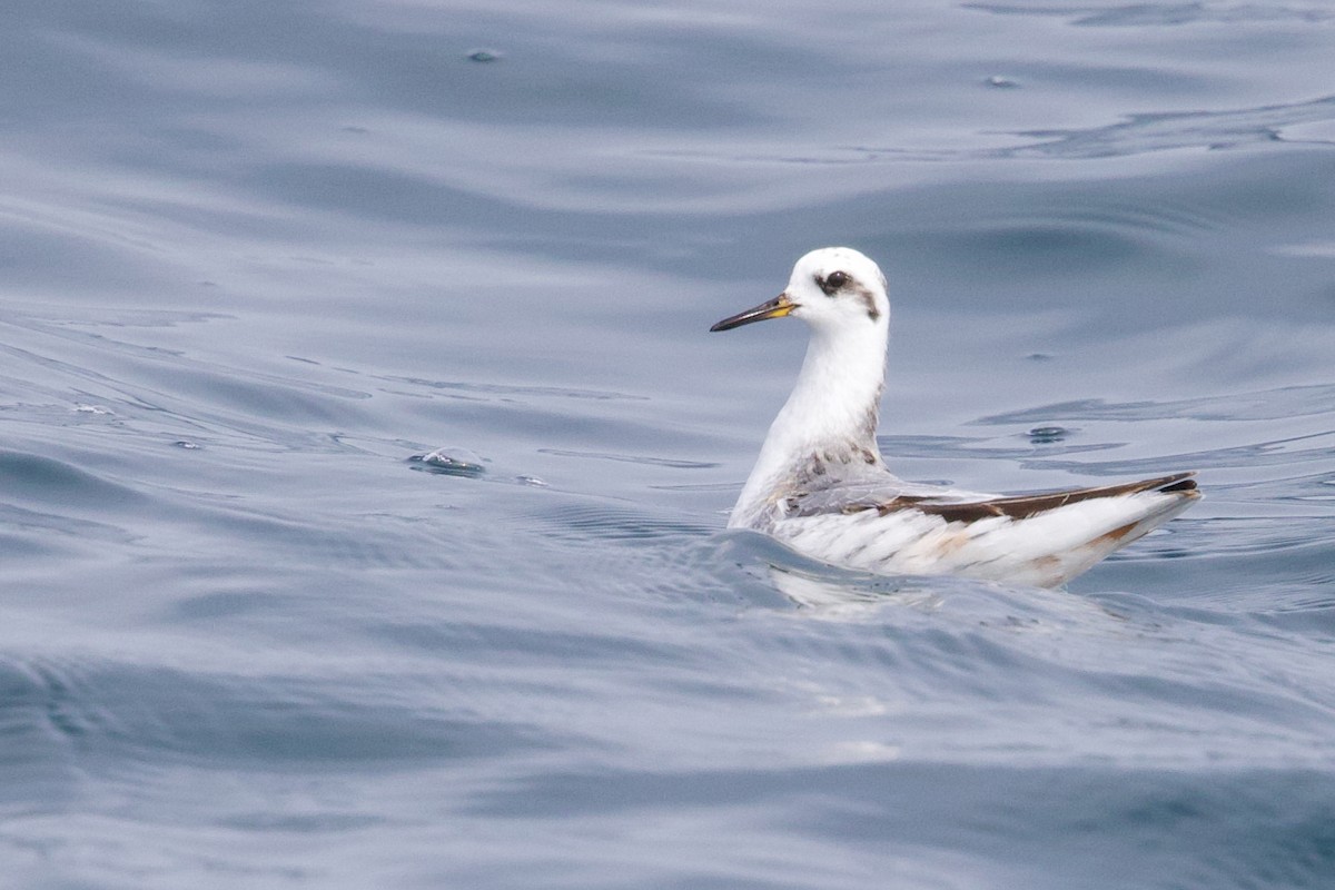 Falaropo beccolargo - ML641919207