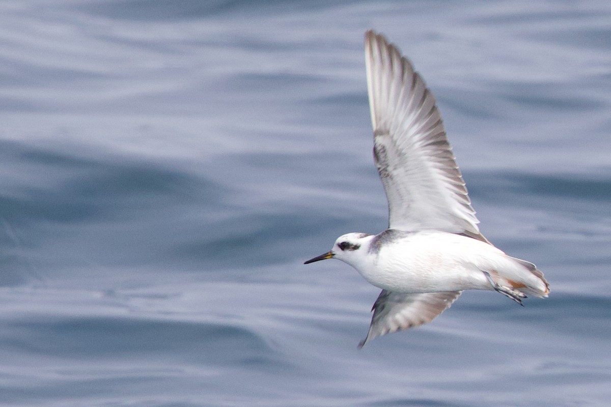 Falaropo beccolargo - ML641919208