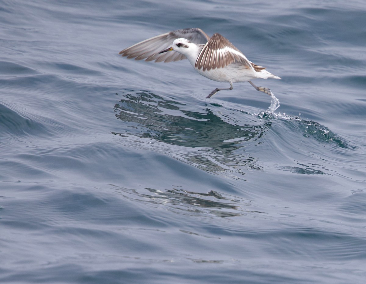 Falaropo beccolargo - ML641919210