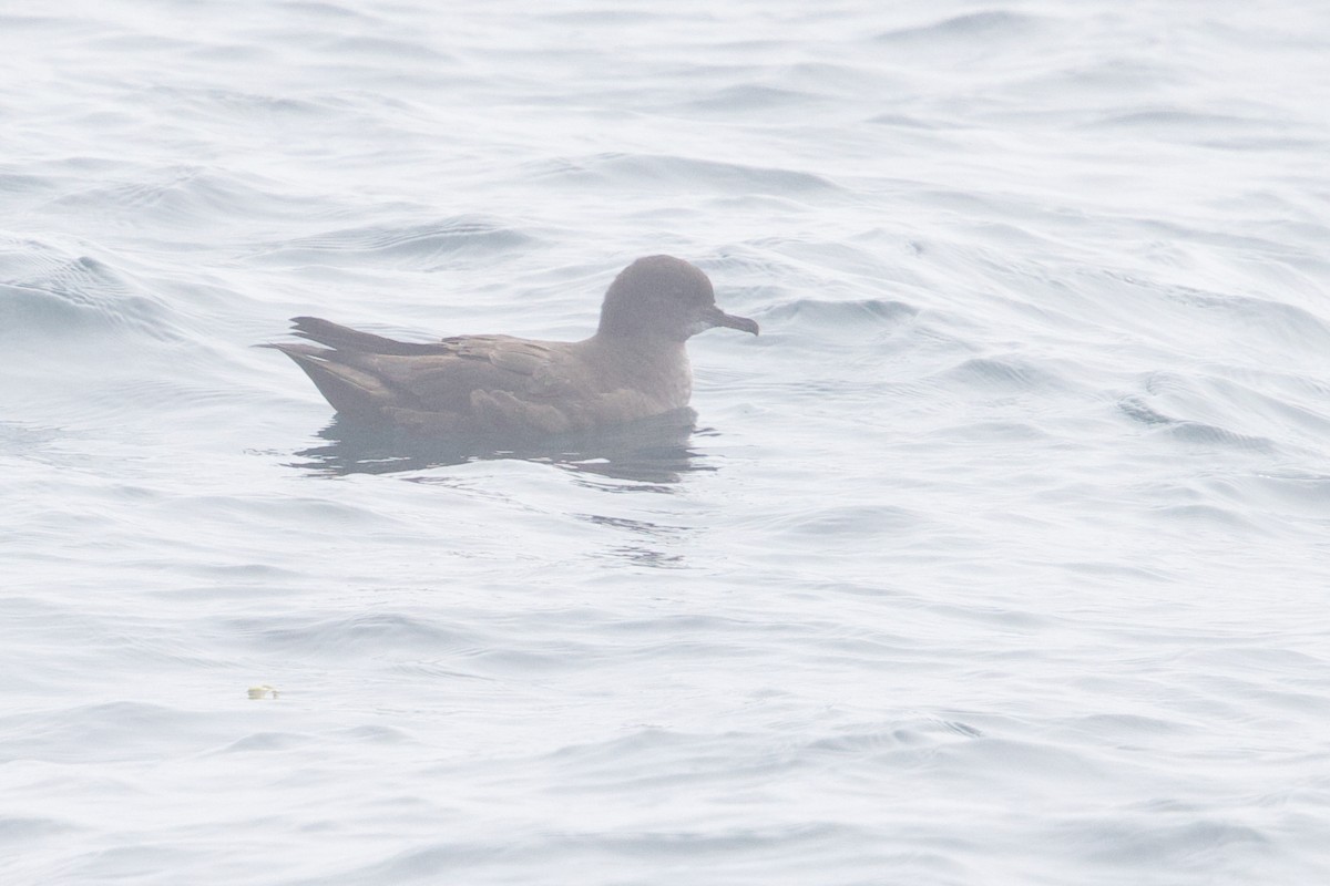 Short-tailed Shearwater - ML641919218