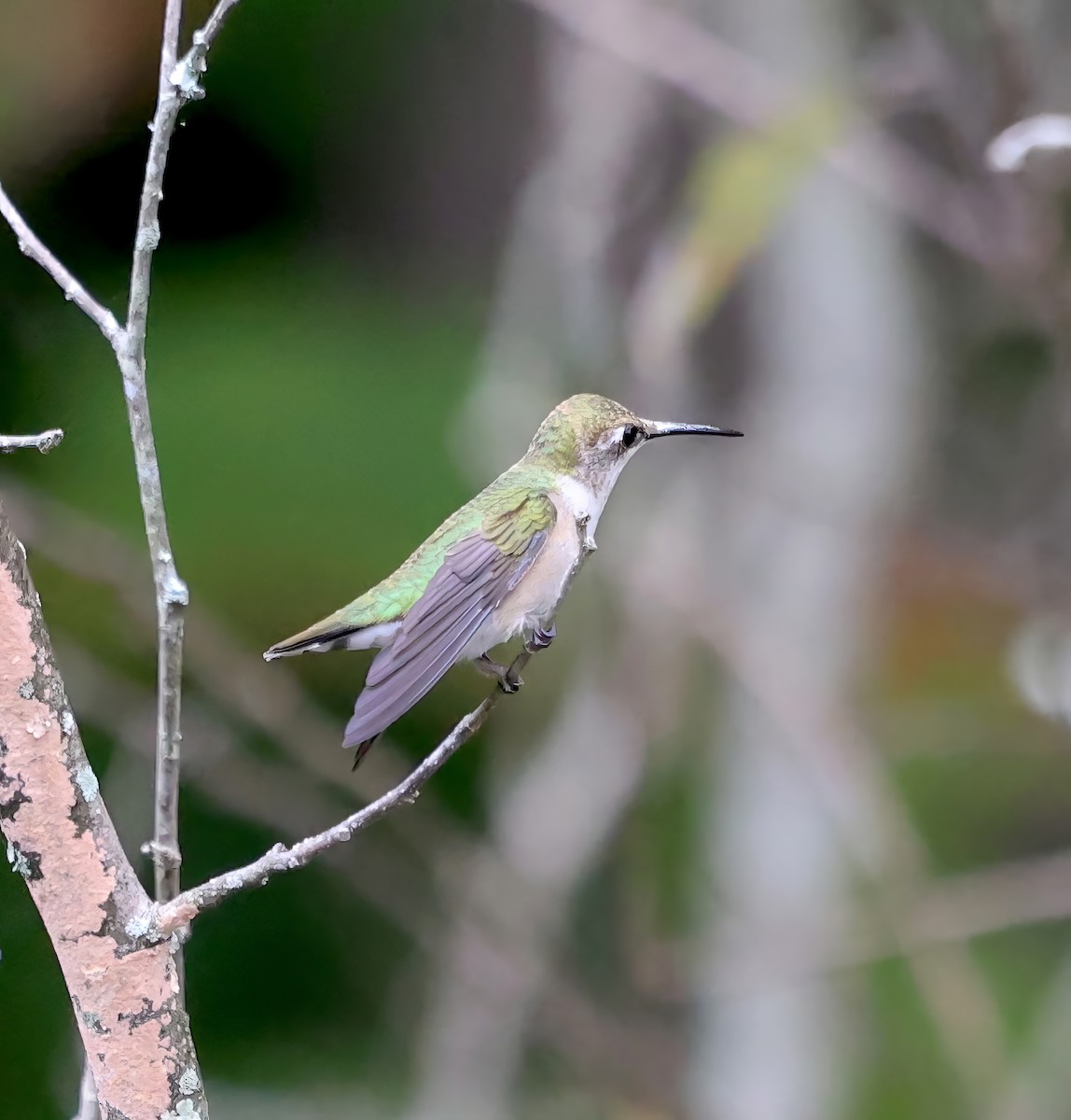 Ruby-throated Hummingbird - ML641919232