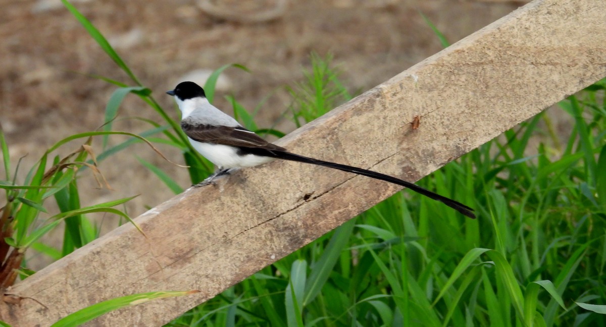 Fork-tailed Flycatcher - ML641919258