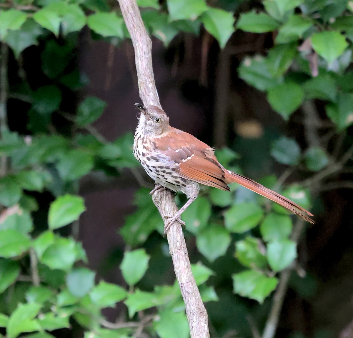 Brown Thrasher - ML641919262