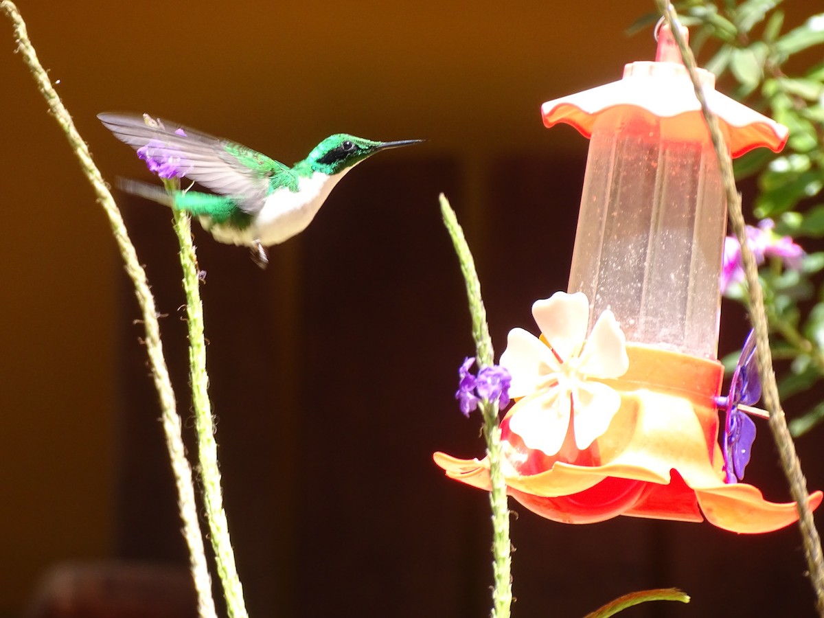 Black-eared Fairy - ML641919264