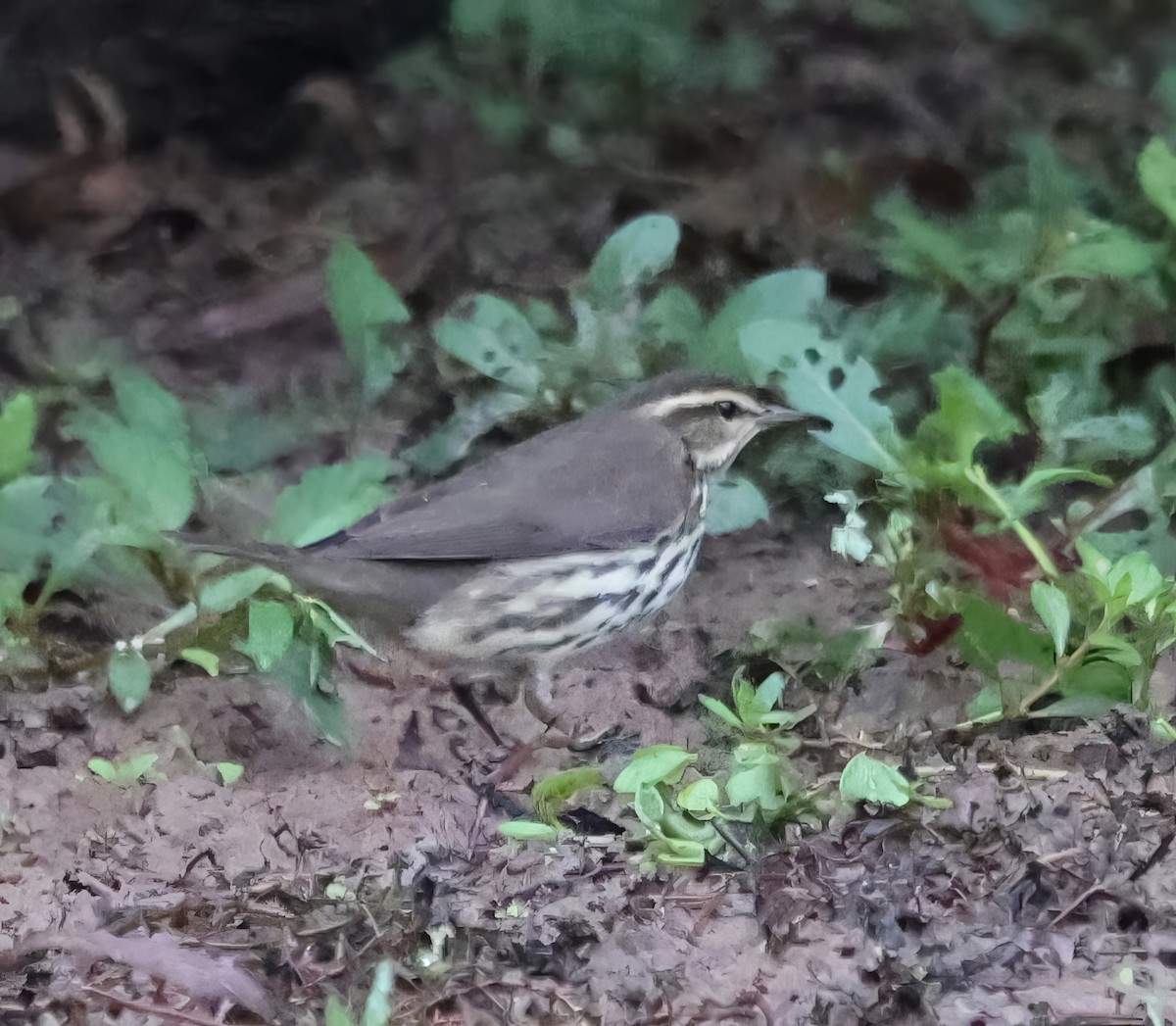 Northern Waterthrush - ML641919274
