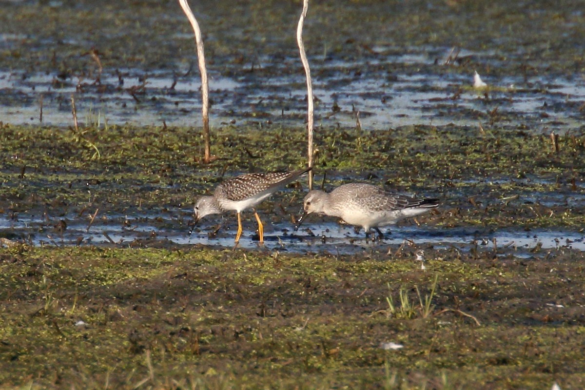 Red Knot - ML641919280
