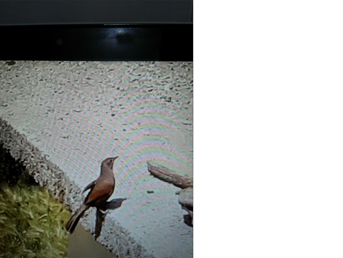 Streaked Laughingthrush - ML641919281