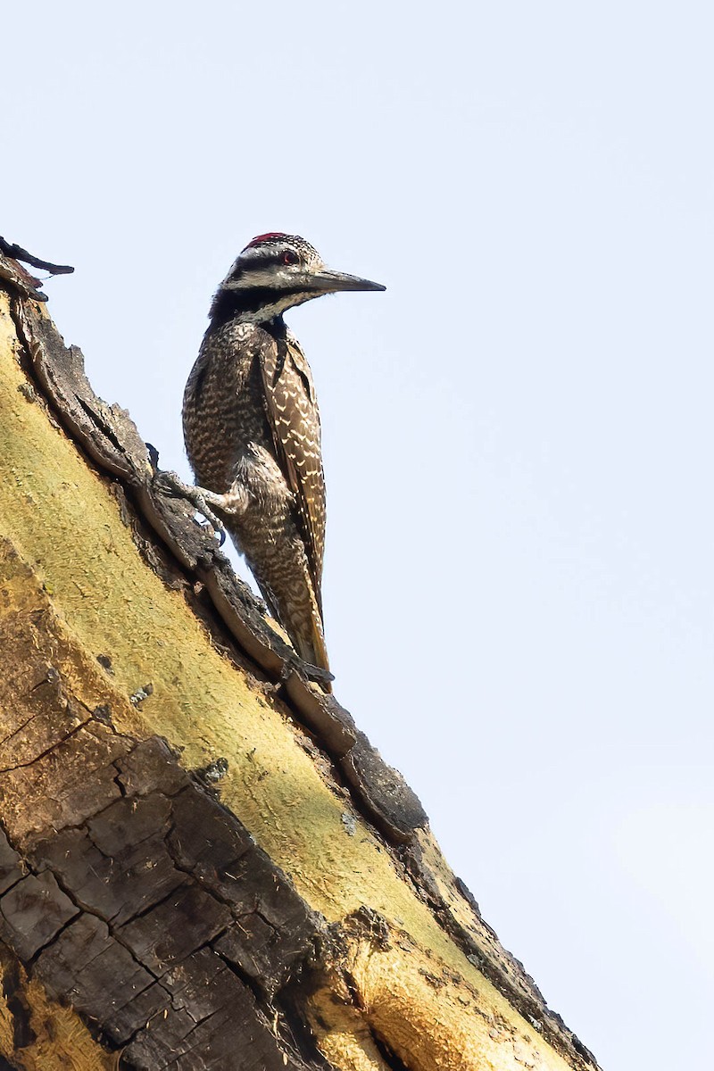 Bearded Woodpecker - ML641919288