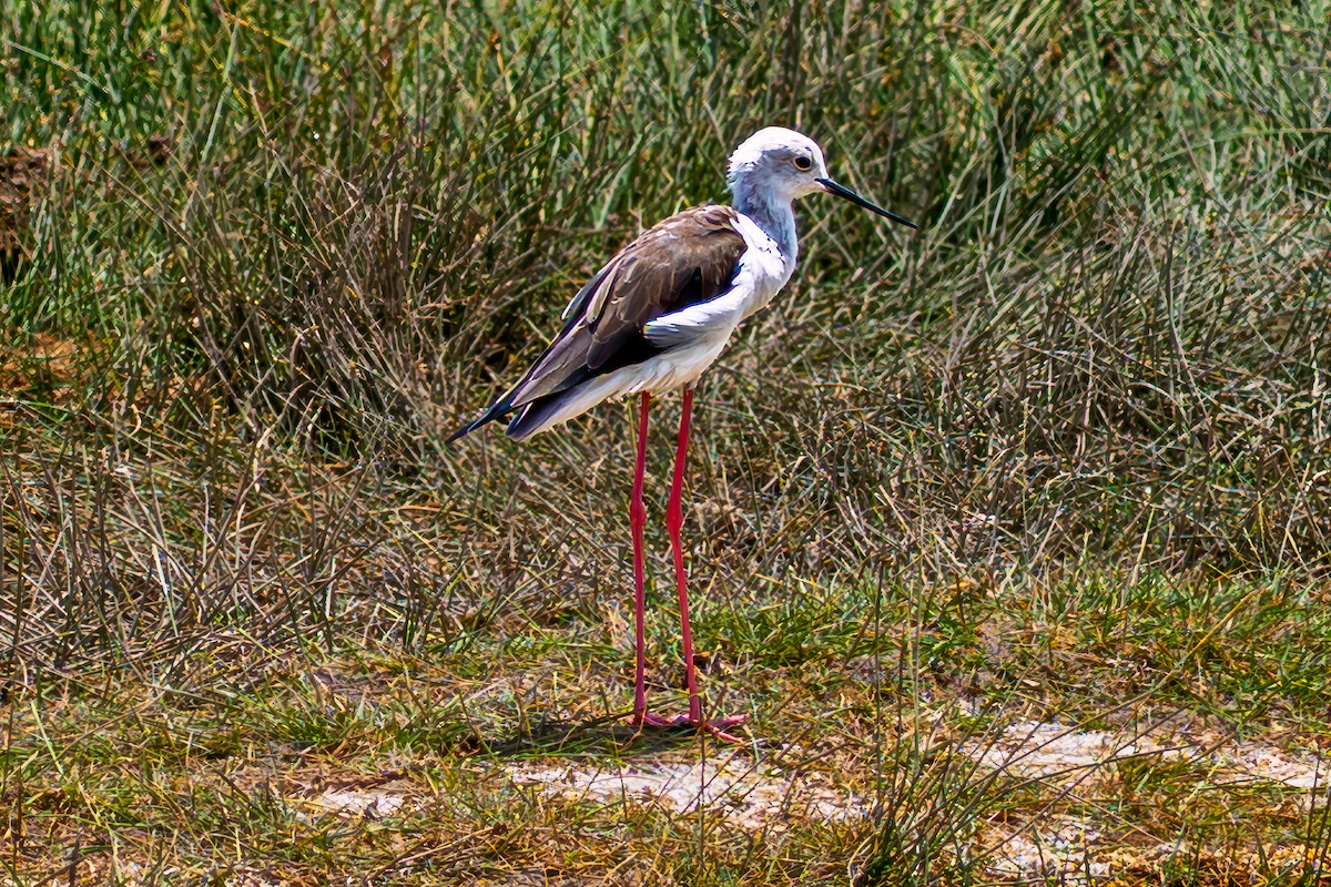 Black-winged Stilt - ML641919298