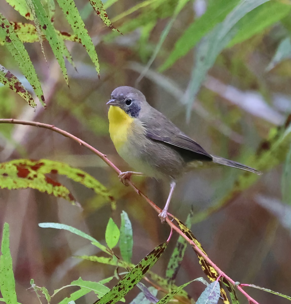 Common Yellowthroat - ML641919300