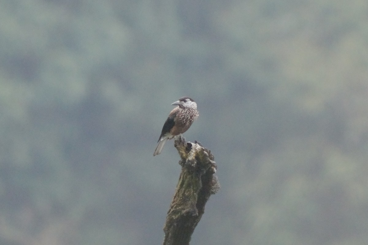 ミナミホシガラス - ML641919312